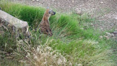 Kenya Ulusal Parkı savana vahşi yaşam sırtlan
