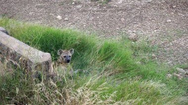 Kenya Ulusal Parkı savana vahşi yaşam sırtlan