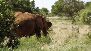 Kenya Ulusal park vahşi yaşam filler