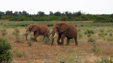 Kenya Ulusal park vahşi yaşam filler