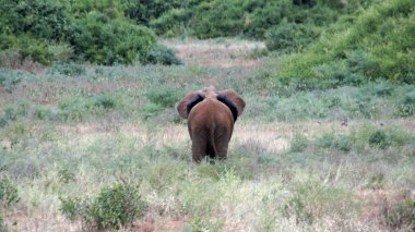 Kenya Ulusal park vahşi yaşam filler