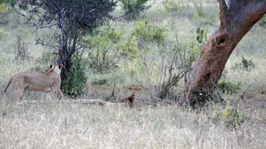 Kenya Ulusal Parkı savana vahşi yaşam aslan