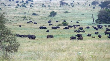 Kenya savana vahşi yaşam Buffalo'da