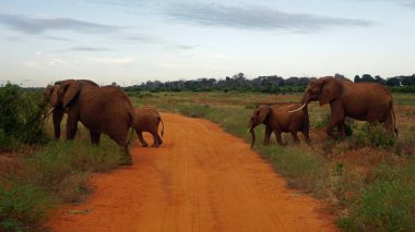 Kenya Ulusal park vahşi yaşam filler