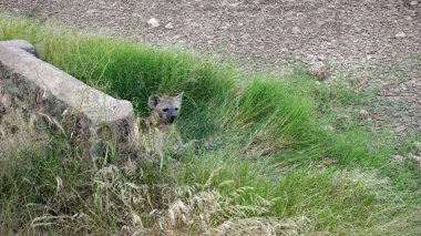 Kenya Ulusal Parkı savana vahşi yaşam sırtlan