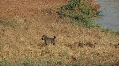 Kenya Ulusal Parkı savana vahşi yaşam maymun