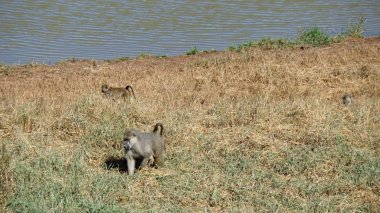 Kenya Ulusal Parkı savana vahşi yaşam maymun