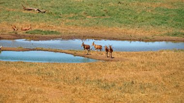 kenya safari parkında yaban hayatı