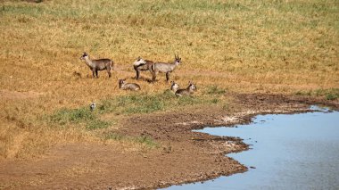 kenya safari parkında yaban hayatı