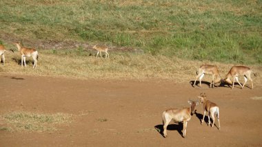 kenya safari parkında yaban hayatı