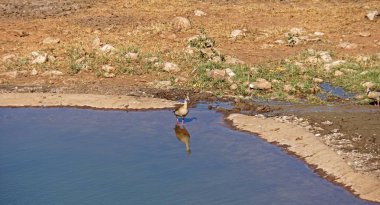 kenya safari parkında yaban hayatı