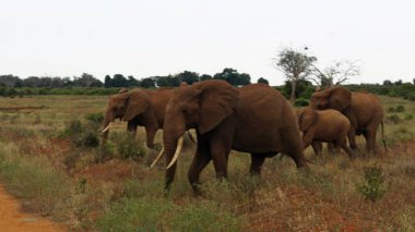 Kenya Ulusal park vahşi yaşam filler