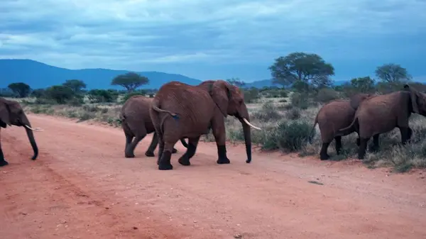 Éléphants Sauvages Vivants Dans Parc National Kenyan — Photo