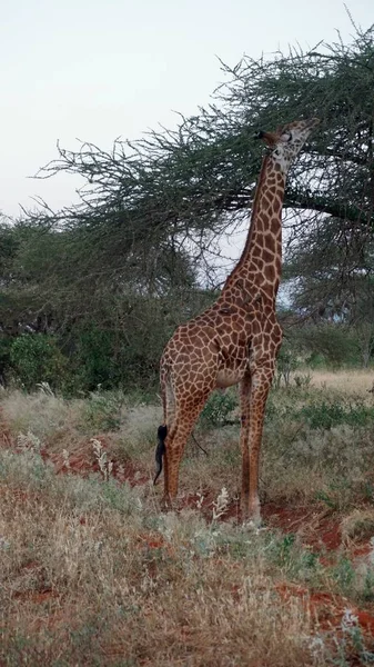 Wilde Lebende Giraffe Einem Nationalpark Keya — Stockfoto