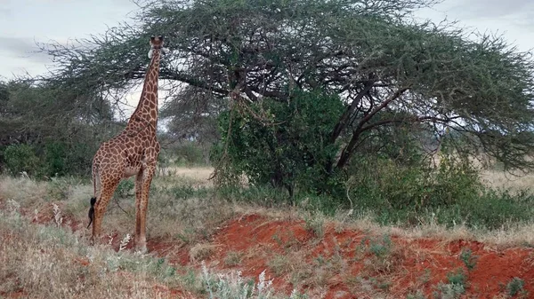 Vadon Élő Zsiráf Egy Nemzeti Park Keya — Stock Fotó