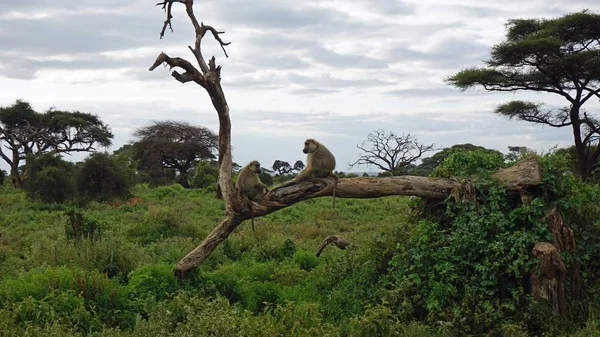 Babuíno Vivo Selvagem Savana Parque Nacional Quênia — Fotografia de Stock