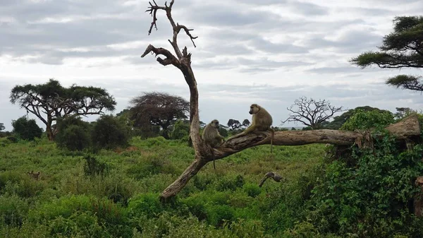 Дикий Живий Бабуїн Савані Кенянського Національного Парку — стокове фото