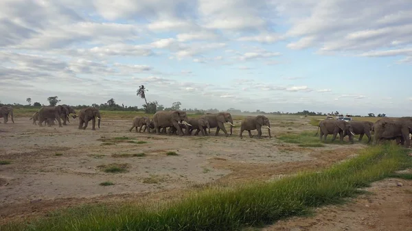 Kenya Ulusal park vahşi yaşam filler