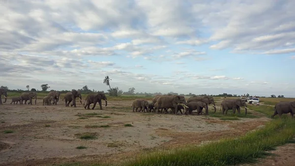 Kenya Ulusal park vahşi yaşam filler