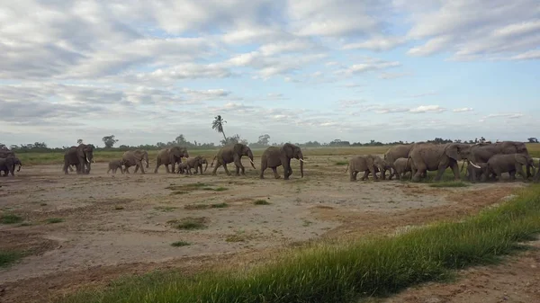Kenya Ulusal park vahşi yaşam filler