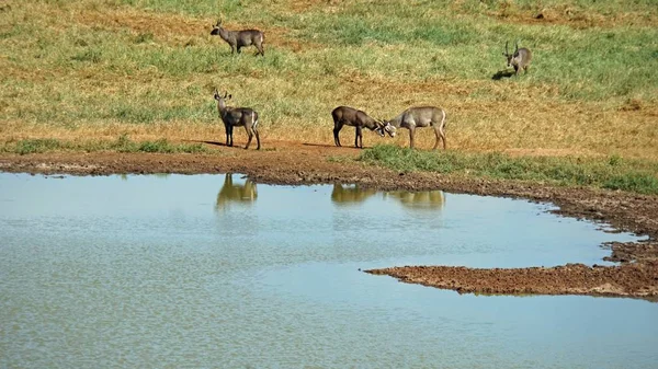 Kenya Ulusal Parkı savana vahşi yaşam Impala