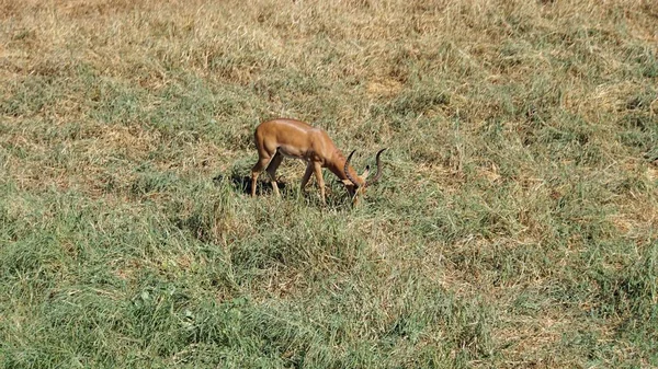 Wild Levende Impala Savanne Van Keniaanse Nationaal Park — Stockfoto
