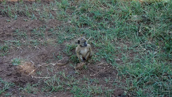 Wild Lebende Paviane Der Savanne Des Kenianischen Nationalparks — Stockfoto
