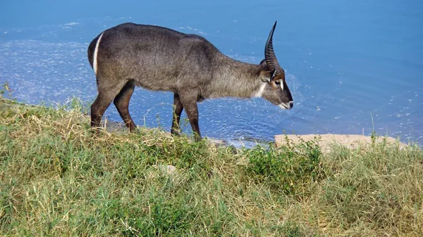 Heartebeest Dzikiego Życia Savanna Kenijski Park Narodowy — Zdjęcie stockowe