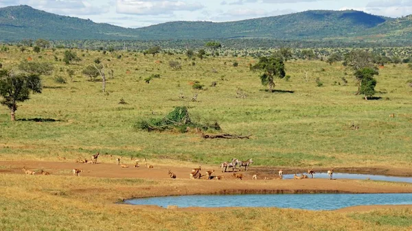 Wild Living Impala Savanna Kenyan National Park — Stock Photo, Image