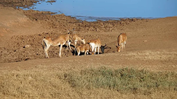 Impala Vivant Sauvage Dans Savane Parc National Kenyan — Photo