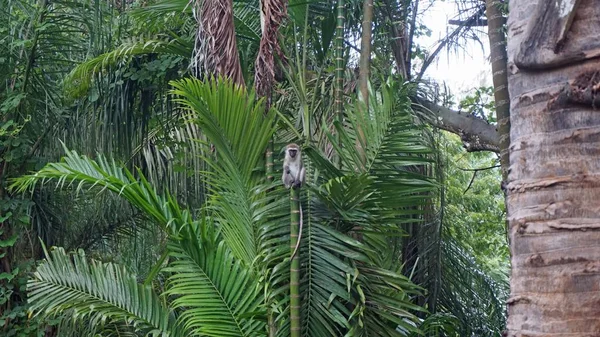 Monyet Hidup Liar Sabana Taman Nasional Kenya — Stok Foto