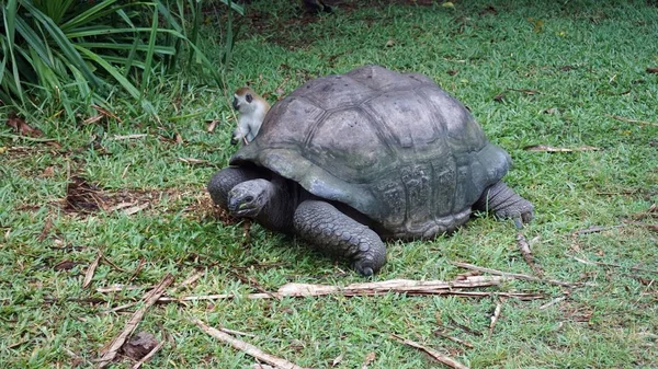 Szavanna Kenyai Nemzeti Park Vadon Élő Impala — Stock Fotó