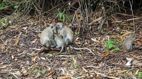 肯尼亚国家公园大草原上的野生活猴 — 图库照片