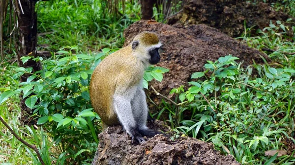 Wild Lebende Affen Der Savanne Des Kenianischen Nationalparks — Stockfoto
