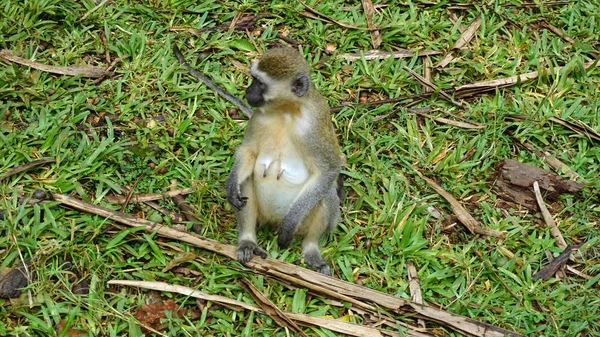 ケニアの国立公園のサバンナの野生の生活猿 — ストック写真