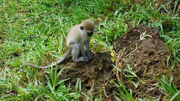 Macaco Vivo Selvagem Savana Parque Nacional Quênia — Fotografia de Stock