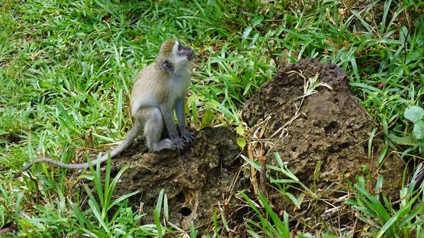 Macaco Vivo Selvagem Savana Parque Nacional Quênia — Fotografia de Stock