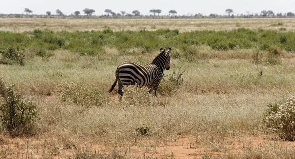 Wild Lebende Zebras Der Savanne Des Nationalparks Kenia — Stockfoto