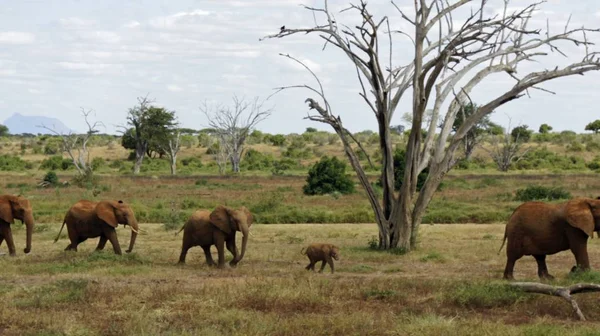 Éléphants Sauvages Vivants Dans Parc National Kenyan — Photo