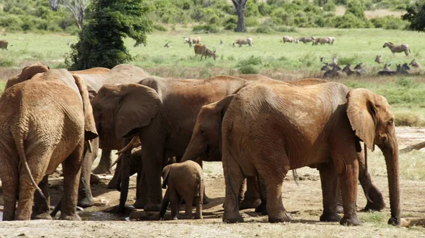 Wilde Lebende Elefanten Einem Kenianischen Nationalpark — Stockfoto