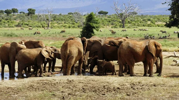 Wilde Lebende Elefanten Einem Kenianischen Nationalpark — Stockfoto