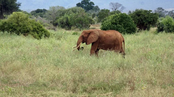 Elefantes Salvajes Parque Nacional Kenia — Foto de Stock