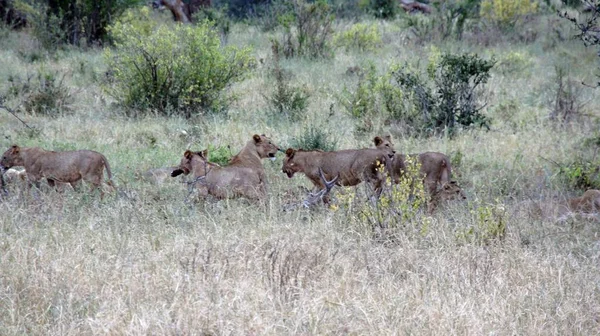 Szavanna Kenyai Nemzeti Park Vadon Élő Oroszlán — Stock Fotó