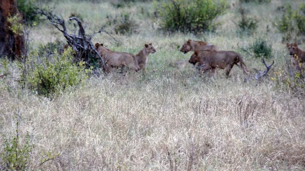 Lew Dzikiego Życia Savanna Kenijski Park Narodowy — Zdjęcie stockowe