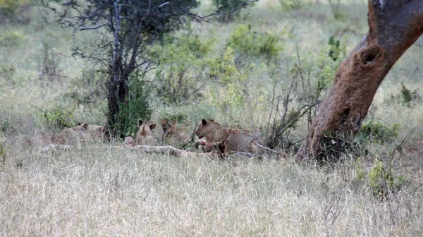 Wild Lebende Löwen Der Savanne Des Kenianischen Nationalparks — Stockfoto