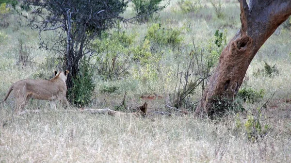 Lion Vivant Sauvage Dans Savane Parc National Kenyan — Photo