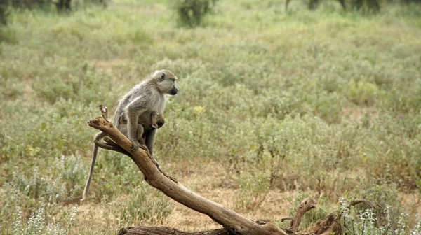 Μπαμπουίνος Άγριας Ζωής Στη Σαβάνα Της Κένυας Εθνικό Πάρκο — Φωτογραφία Αρχείου