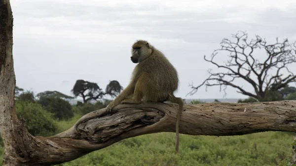 Kenya Ulusal Parkı savana vahşi yaşam maymun