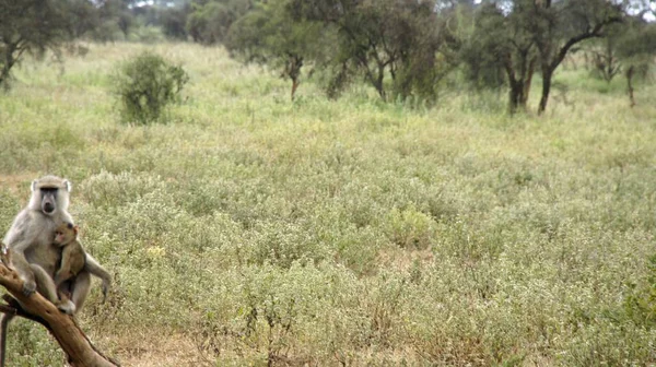 Kenya Ulusal Parkı savana vahşi yaşam maymun