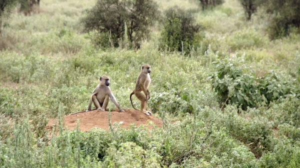 Babbuino Selvatico Vivente Nella Savana Del Parco Nazionale Keniota — Foto Stock